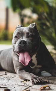 Preview wallpaper pit bull, dog, protruding tongue, muzzle