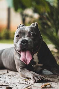 Preview wallpaper pit bull, dog, protruding tongue, muzzle