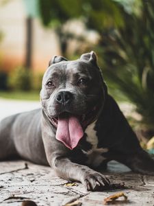 Preview wallpaper pit bull, dog, protruding tongue, muzzle