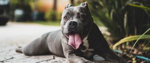 Preview wallpaper pit bull, dog, protruding tongue, muzzle