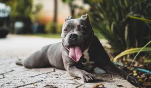 Preview wallpaper pit bull, dog, protruding tongue, muzzle