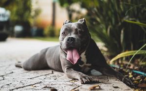 Preview wallpaper pit bull, dog, protruding tongue, muzzle