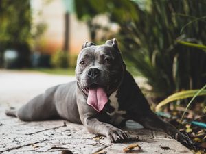 Preview wallpaper pit bull, dog, protruding tongue, muzzle