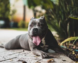 Preview wallpaper pit bull, dog, protruding tongue, muzzle