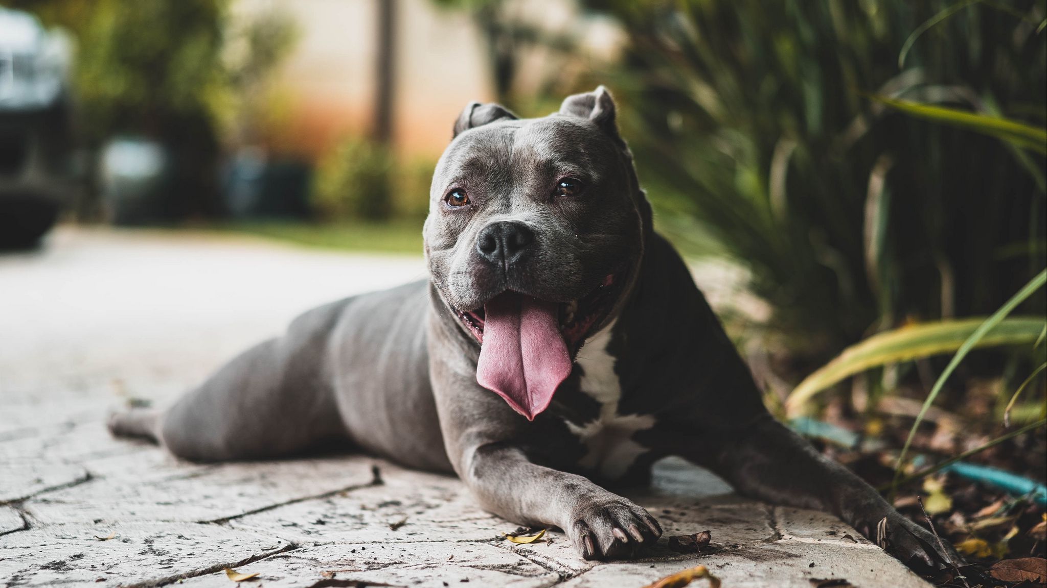 Download Wallpaper 2048x1152 Pit Bull Dog Protruding Tongue Muzzle