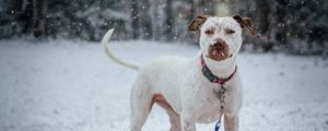 Preview wallpaper pit bull terrier, dog, snow, collar