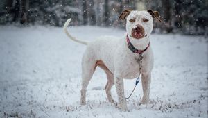 Preview wallpaper pit bull terrier, dog, snow, collar