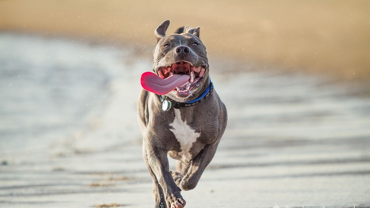 Wallpaper pit bull terrier, run, protruding tongue