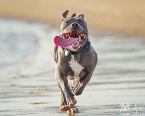 Preview wallpaper pit bull terrier, run, protruding tongue