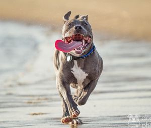 Preview wallpaper pit bull terrier, run, protruding tongue