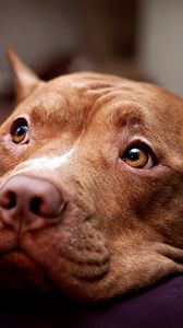 Preview wallpaper pitbull, dog, face, eyes, sadness