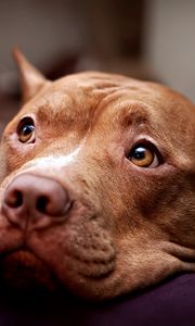 Preview wallpaper pitbull, dog, face, eyes, sadness