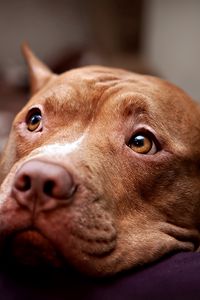 Preview wallpaper pitbull, dog, face, eyes, sadness