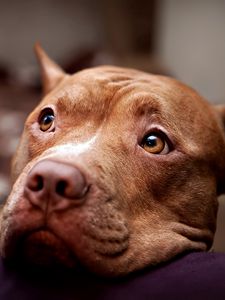 Preview wallpaper pitbull, dog, face, eyes, sadness