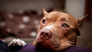 Preview wallpaper pitbull, dog, face, eyes, sadness