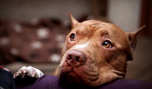 Preview wallpaper pitbull, dog, face, eyes, sadness