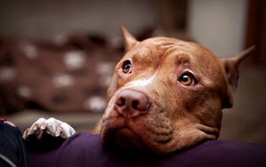 Preview wallpaper pitbull, dog, face, eyes, sadness