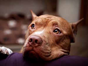 Preview wallpaper pitbull, dog, face, eyes, sadness