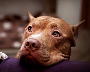 Preview wallpaper pitbull, dog, face, eyes, sadness