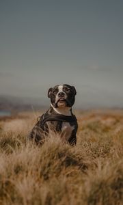 Preview wallpaper pitbull, dog, pet, field, protruding tongue