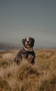 Preview wallpaper pitbull, dog, pet, field, protruding tongue