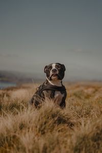 Preview wallpaper pitbull, dog, pet, field, protruding tongue