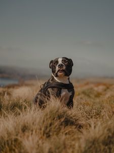 Preview wallpaper pitbull, dog, pet, field, protruding tongue