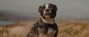 Preview wallpaper pitbull, dog, pet, field, protruding tongue