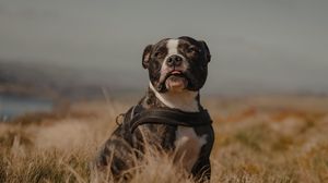 Preview wallpaper pitbull, dog, pet, field, protruding tongue