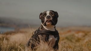 Preview wallpaper pitbull, dog, pet, field, protruding tongue