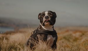 Preview wallpaper pitbull, dog, pet, field, protruding tongue