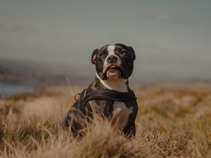 Preview wallpaper pitbull, dog, pet, field, protruding tongue