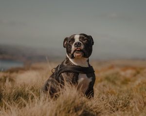 Preview wallpaper pitbull, dog, pet, field, protruding tongue