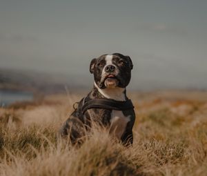 Preview wallpaper pitbull, dog, pet, field, protruding tongue