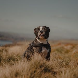 Preview wallpaper pitbull, dog, pet, field, protruding tongue