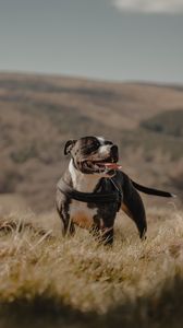 Preview wallpaper pitbull, dog, pet, protruding tongue