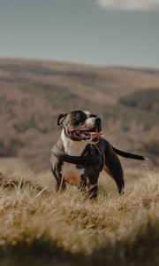 Preview wallpaper pitbull, dog, pet, protruding tongue