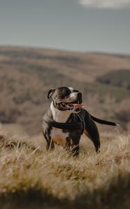 Preview wallpaper pitbull, dog, pet, protruding tongue