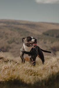 Preview wallpaper pitbull, dog, pet, protruding tongue