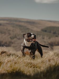 Preview wallpaper pitbull, dog, pet, protruding tongue