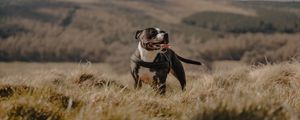 Preview wallpaper pitbull, dog, pet, protruding tongue