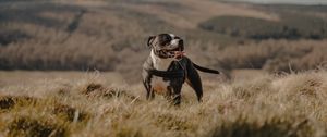 Preview wallpaper pitbull, dog, pet, protruding tongue