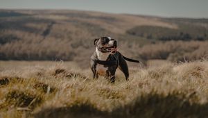 Preview wallpaper pitbull, dog, pet, protruding tongue