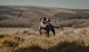 Preview wallpaper pitbull, dog, pet, protruding tongue