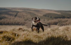 Preview wallpaper pitbull, dog, pet, protruding tongue
