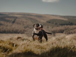 Preview wallpaper pitbull, dog, pet, protruding tongue