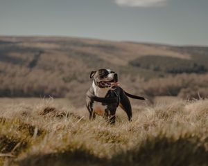 Preview wallpaper pitbull, dog, pet, protruding tongue