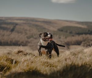 Preview wallpaper pitbull, dog, pet, protruding tongue