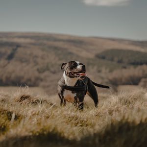 Preview wallpaper pitbull, dog, pet, protruding tongue