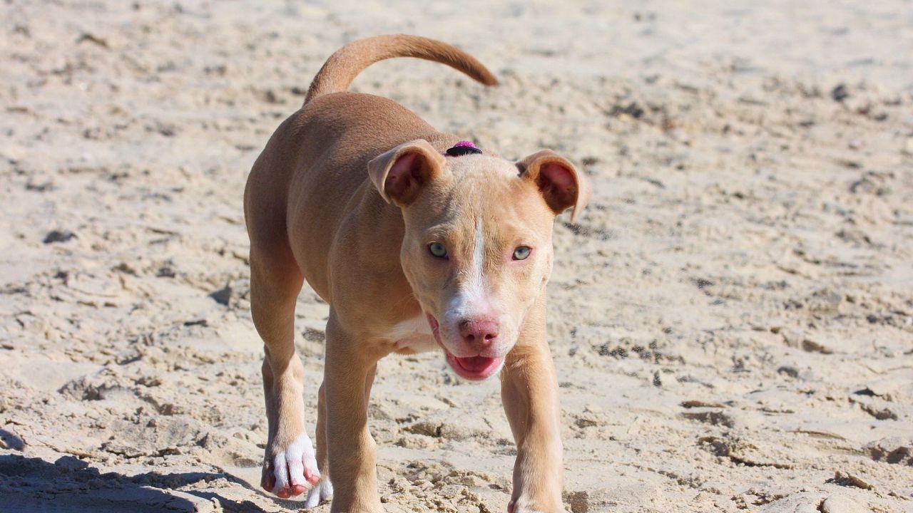 Wallpaper pitbull, dog, puppy, running, sand, shade